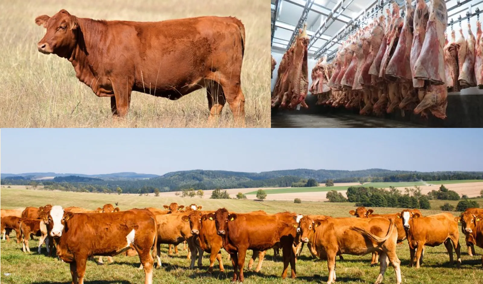 Gado Angus e Hereford no pasto dos pampas gaúchos